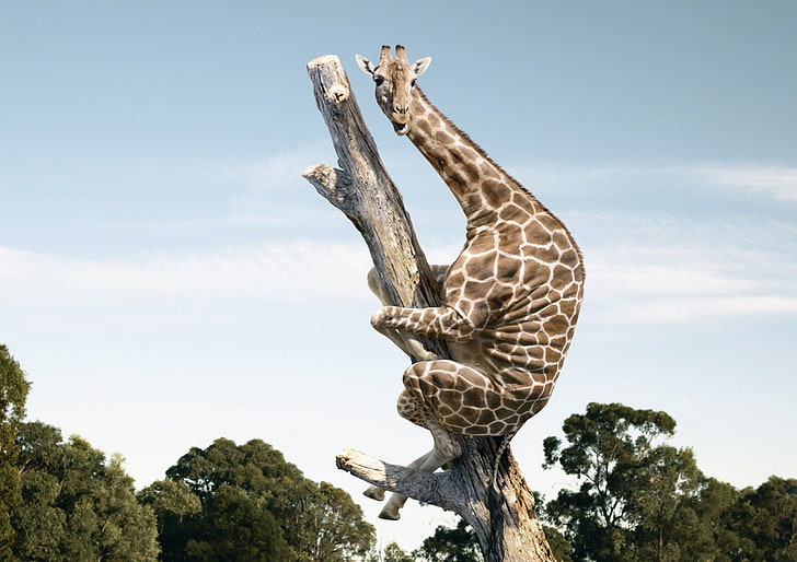 adult giraffe, animals, wildlife, nature, giraffes, fantasy art