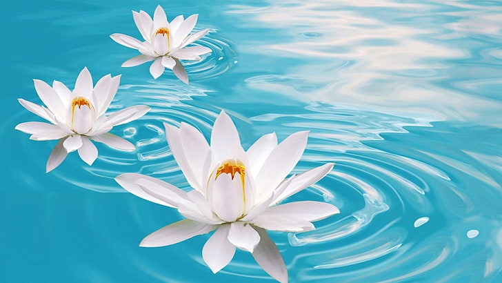 flower, blue, water lily, aquatic plant, sky, petal, sacred lotus, HD wallpaper