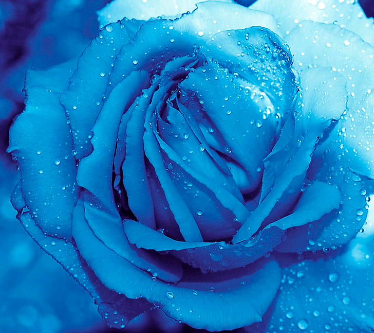 HD wallpaper: A piece of blue sky, beautiful, rose, flower, drops |  Wallpaper Flare