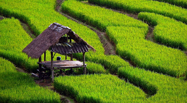 field, rice paddy