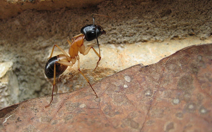 ants, macro, insect, rock, leaves, Camponotus, animals, animal themes, HD wallpaper