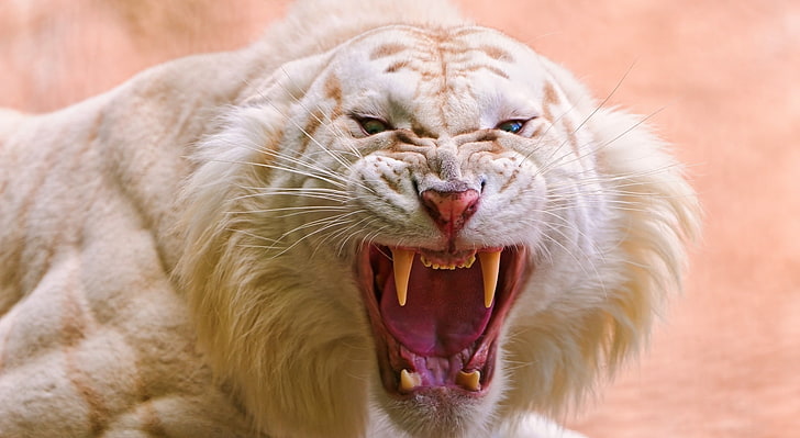 Roaring White Tiger, Animals, Wild, HD wallpaper