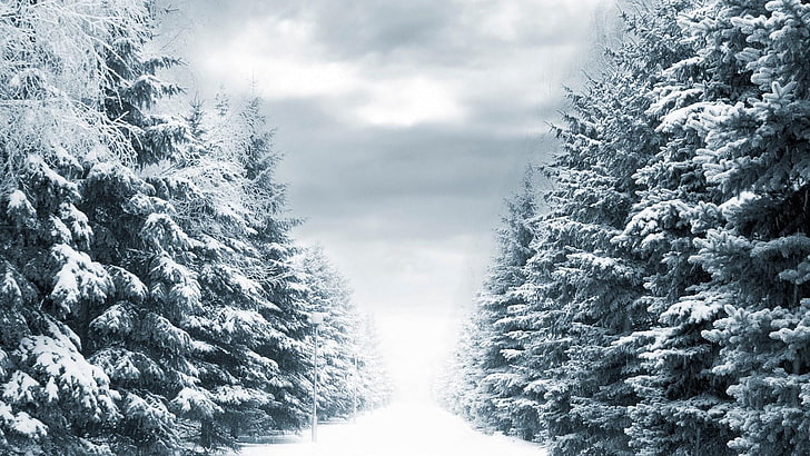 snowy pine trees, fir-trees, winter, avenue, ranks, sky, gloomy