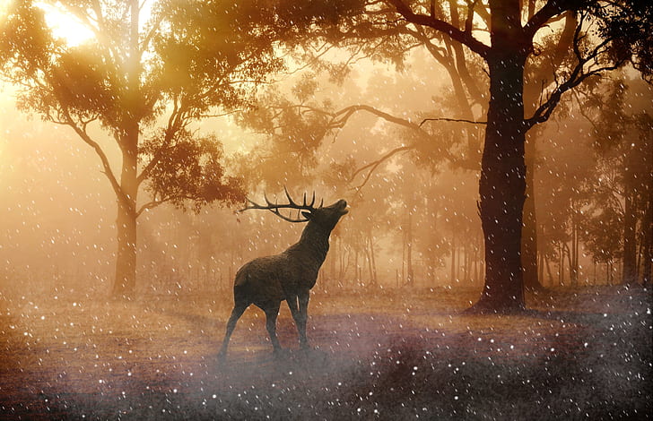 Red Deer HD Wallpapers and Backgrounds