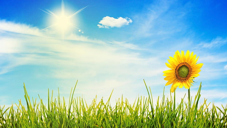 HD wallpaper: flower, sun, fresh, best, lock screen, nature, plant, sky,  flowering plant | Wallpaper Flare