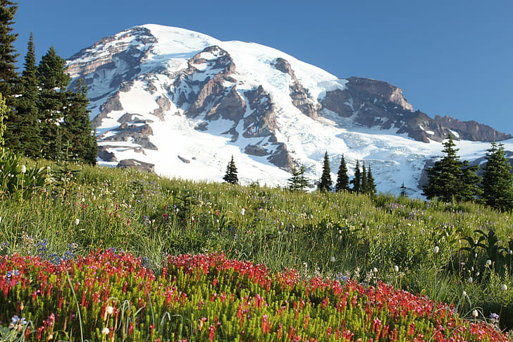 field with plants and flowers near a mountain with snow, mount rainier national park, mount rainier national park, HD wallpaper