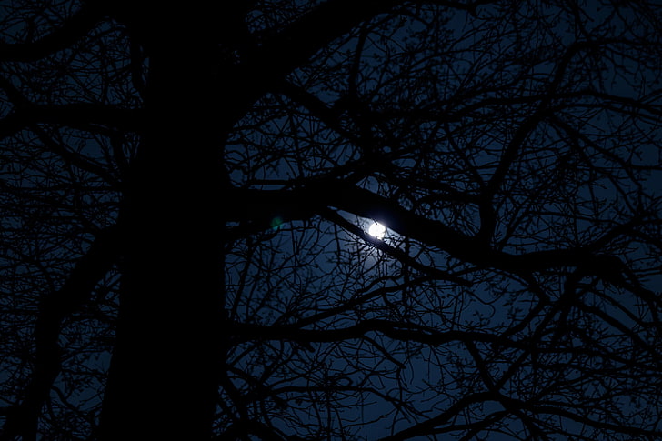 black and white floral textile, moonlight, dark tree, bare tree