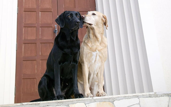 dog, Labrador Retriever, animals