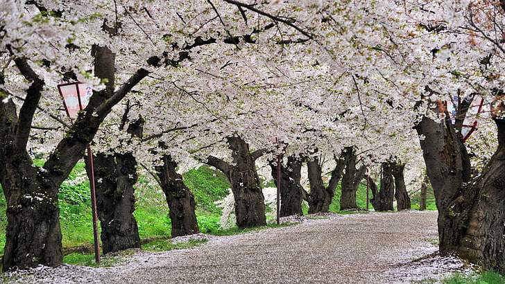 cherry blossom trees, flowers, road, nature, springtime, branch