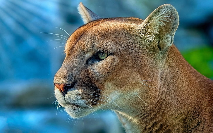 HD wallpaper: cougar, animals, wild, 4k, predator, hd, 5k, animal themes |  Wallpaper Flare