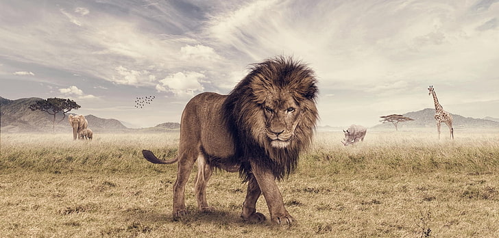 brown lion, elephant, Leo, giraffe, Savannah, Rhino, photoshop, HD wallpaper