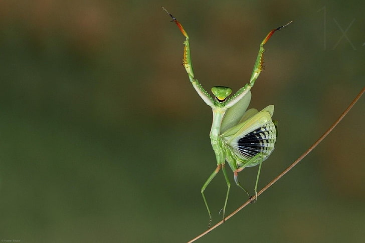 insects, Mante, mantis, nature, Religieuse, animal wildlife, HD wallpaper