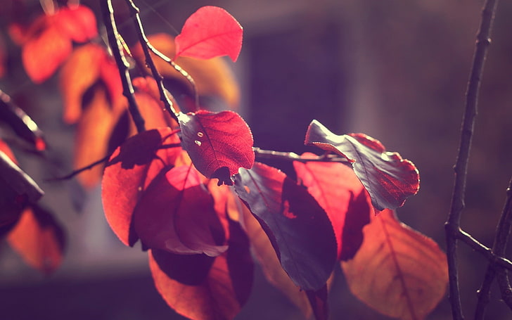 macroshot photo of brown leaves, red leaves, branch, fall, plant, HD wallpaper
