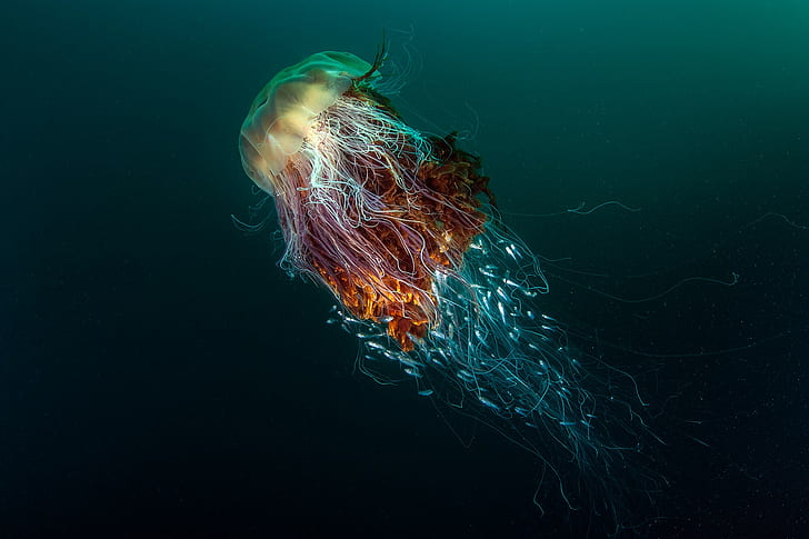 deep sea, winner, fish, nature, photography, contests, jellyfish, HD wallpaper