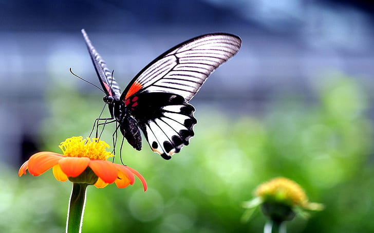 Beautiful Butterfly on Orange Flower, white black and orange butterfly