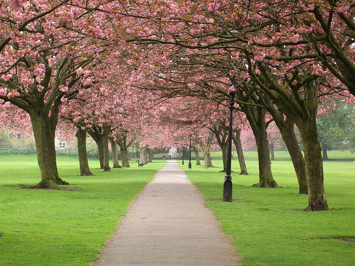 Cherry Blossoms, blossom time, Harrogate, North Yorkshire, cherry  blossom, HD wallpaper