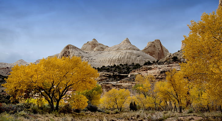 trees and autumn and white stone mountain top, capitol reef, capitol reef