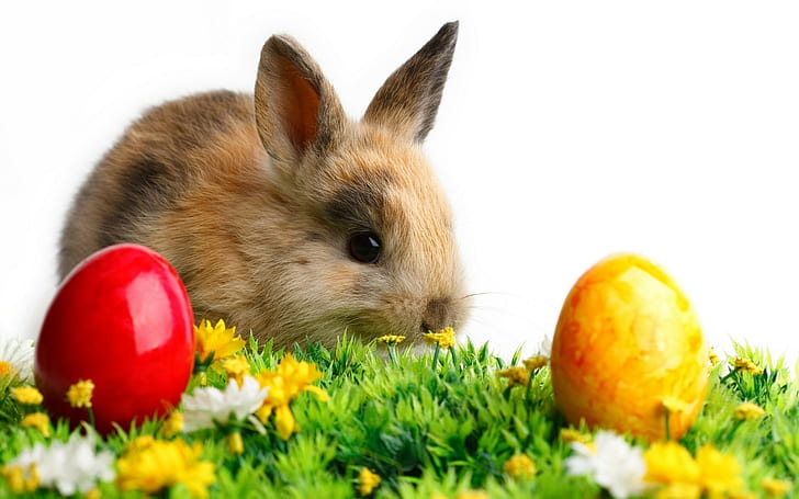 rabbits, baby animals, eggs, Easter, HD wallpaper