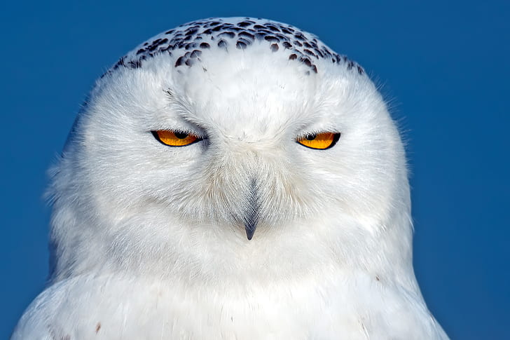 owl, snowy owl, bird, predator, eyes, HD wallpaper