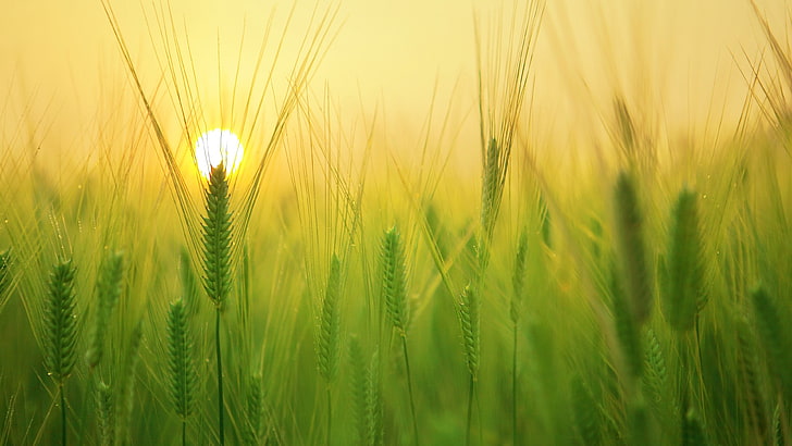 field, food grain, barley, sunrise, grass, crop, cereal, morning, HD wallpaper