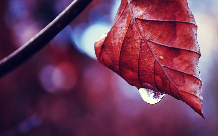 red leaf, macro, nature, water drops, leaves, plants, fall, autumn, HD wallpaper