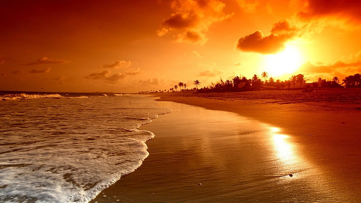 seashore and coconut palm tree lot, sunset, sunlight, landscape, HD wallpaper