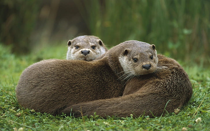otters, animals, mammals, wildlife