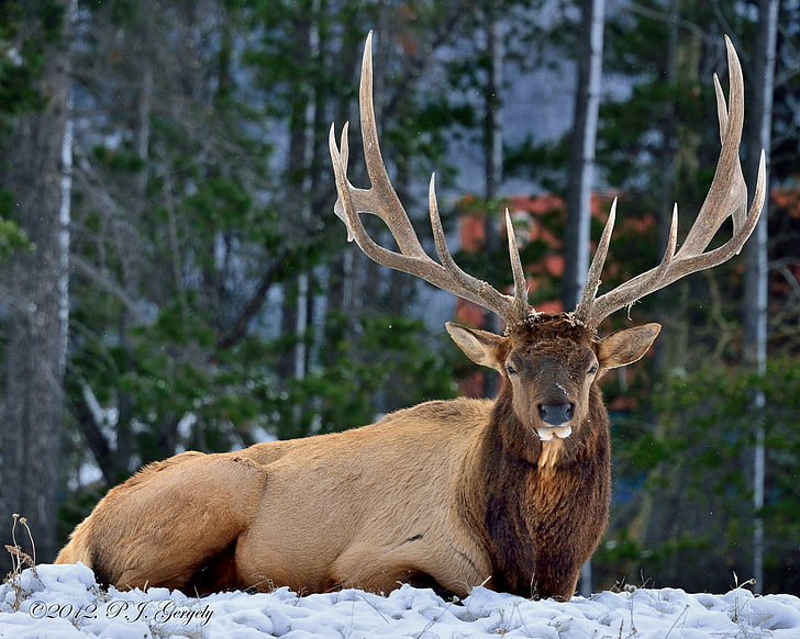 brown buck, deer, snow, winter, lie, antler, animal, nature, mammal