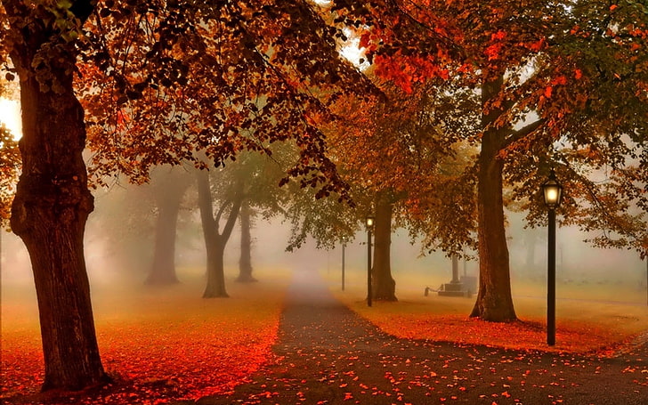 orange trees, path surrounded with trees digital wallpaper, fall