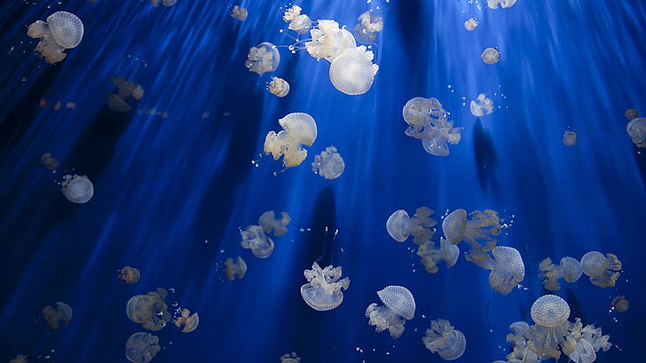 HD wallpaper: jellyfish, Pacific Ocean, animal wildlife, animals in the  wild | Wallpaper Flare