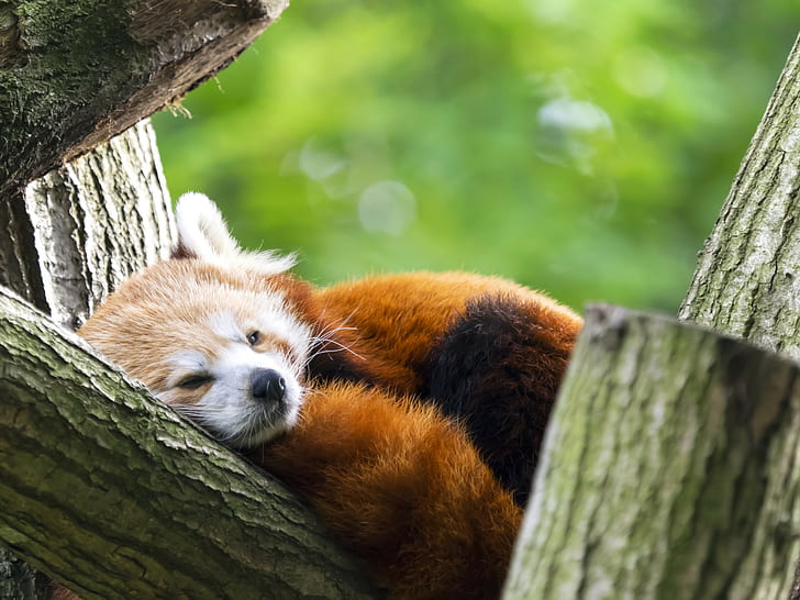 red panda, wildlife