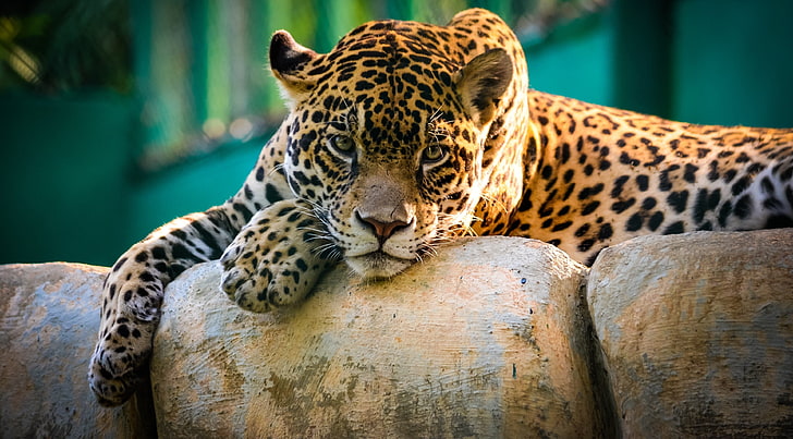 brown, black, and beige leopard, Jaguar, sad, beautiful, face