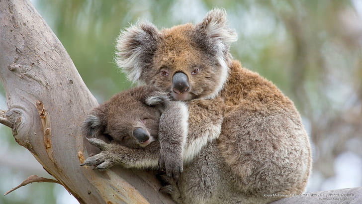 HD wallpaper: Koala Mother and Baby, Great Otway ., Victoria, Australia  | Wallpaper Flare