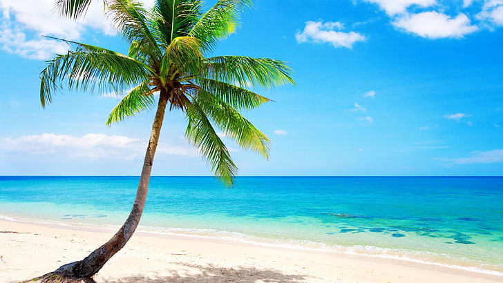 palm trees, sea, beach, sky, water, tropical climate, beauty in nature
