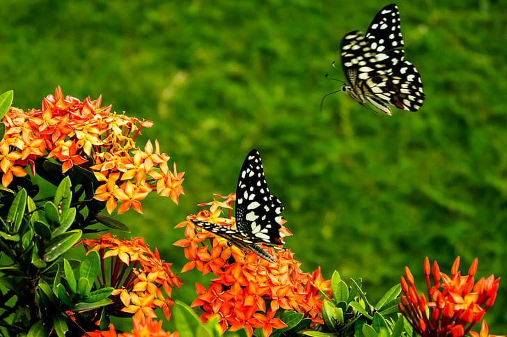 two butterflies above ixora flower close up photo, honey, Bokeh