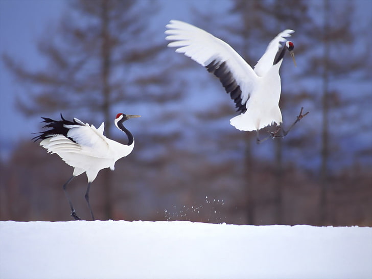animals, birds, snow, cranes (bird), vertebrate, animal themes