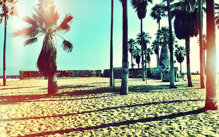 beach, palm trees, graffiti, sand, plant, tropical climate, HD wallpaper