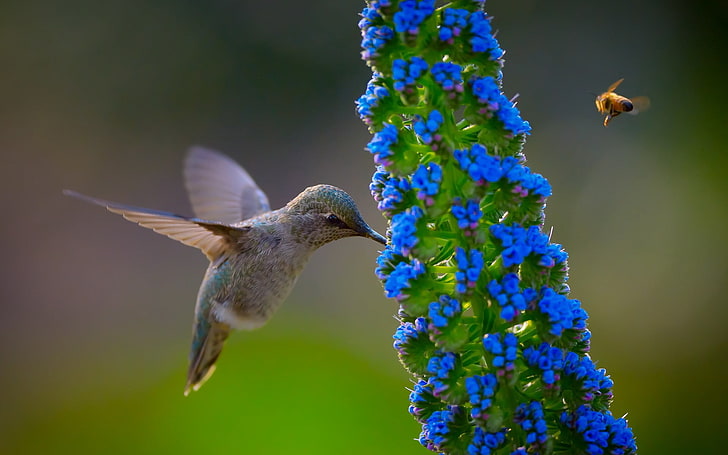 blue and white fish painting, humming bird, flowers, blue flowers, HD wallpaper