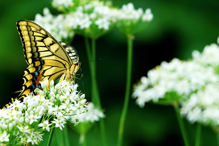 macro photo of a tiger swallowtail butterfly on white flowers, leek, swallowtail, leek, HD wallpaper