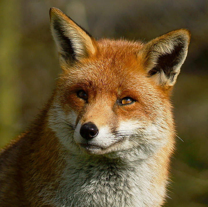 closeup photo of Red Fox, British  Wildlife  Centre, Newchapel  Surrey, HD wallpaper