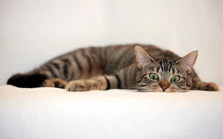 gray tabby cat lying on white textile, animals, domestic, domestic cat