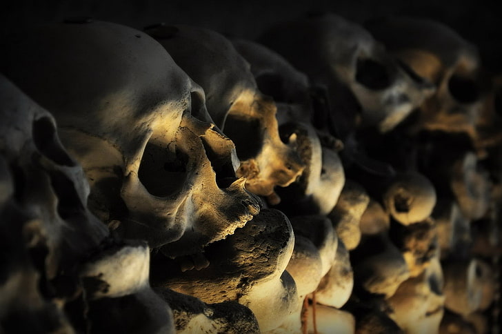 skeleton, skull, bones, close-up, no people, animal, animal themes, HD wallpaper
