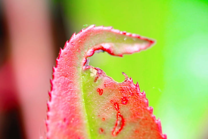 closeup photo of red and green leaf, alone, explored, macro, color