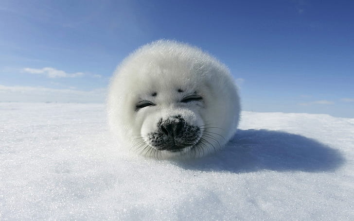 harp seal baby cute fur ice snow white young HD, white sea lion