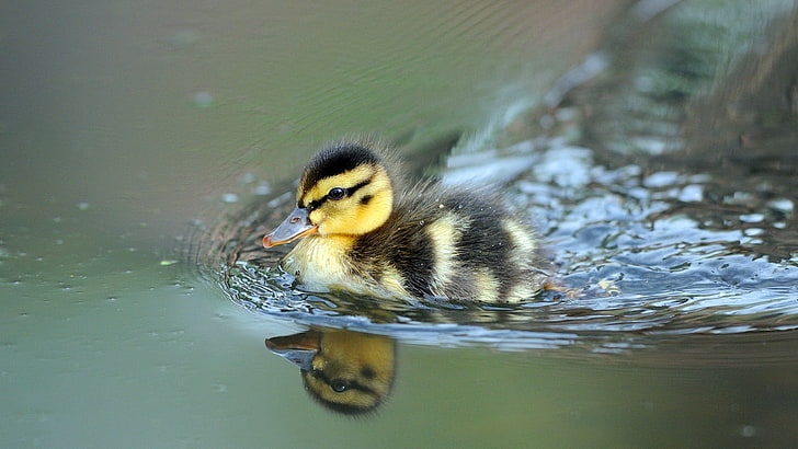 yellow and black duckling, nature, animals, birds, baby animals, HD wallpaper