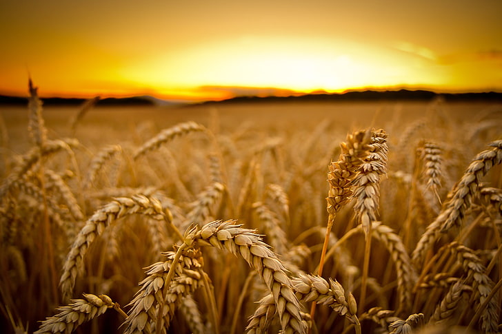 wheat field, low-angle photography of wheats, sunset, macro, depth of field
