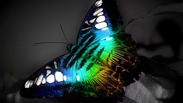 multi coloured butterfly background, animal themes, one animal, HD wallpaper