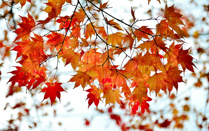Autumn, branches, red maple leaves, HD wallpaper