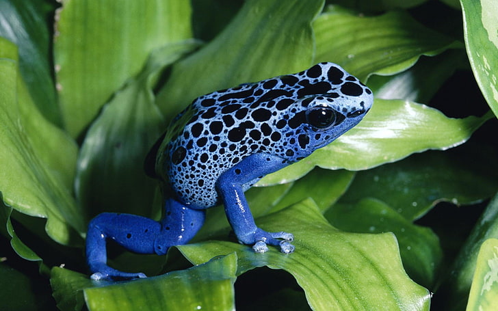 frog, nature, animals, blue, green, macro, plant part, leaf, HD wallpaper