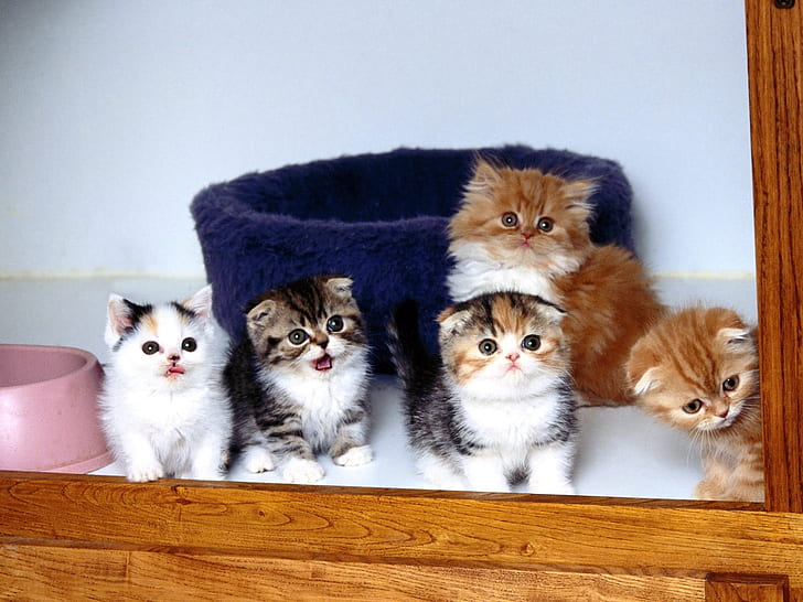 lovely kittens animal cute kitten window HD, five persian kittens, HD wallpaper